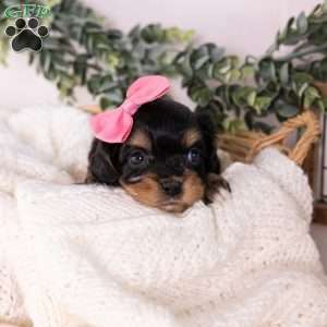 Bella, Bernedoodle-Munchkin Puppy